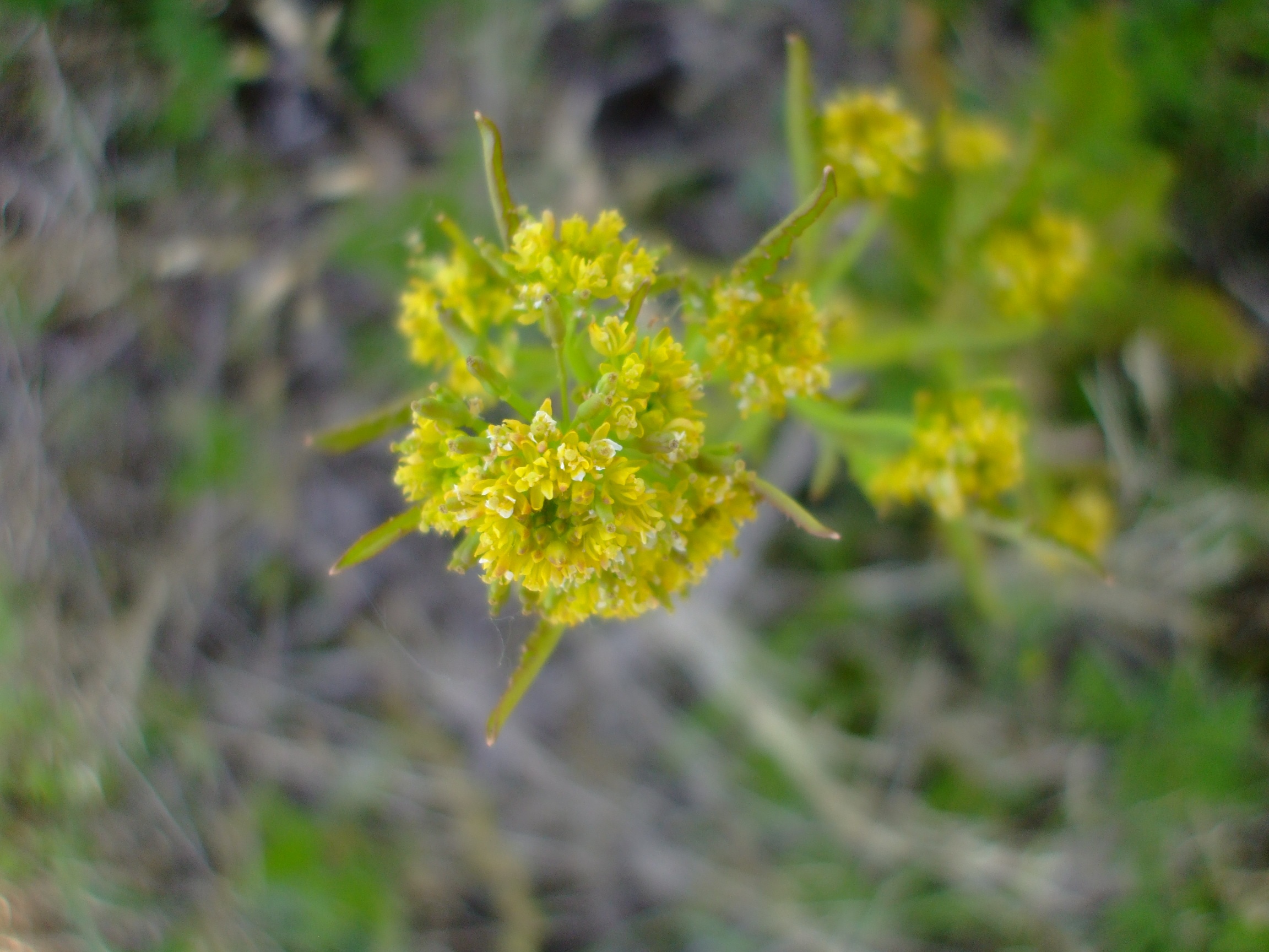 Rorippa palustris